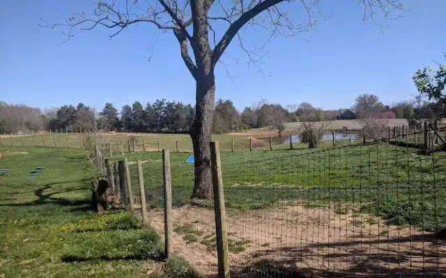 Liberty Hill Pet Resort in Bealeton, VA