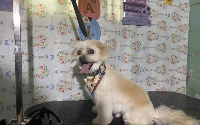 Cutie Pawz of Old Forge in Moosic, PA