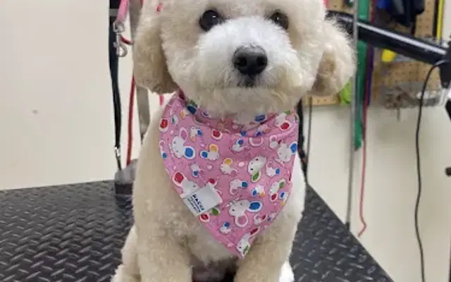 Hachi Dog Grooming and Boutique in Miami, FL