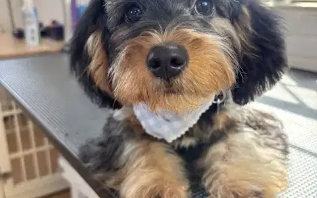 Groomed by Ali Bonner in Ranburne, AL