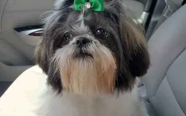Traci's Pet Grooming And Boarding in West Blocton, AL