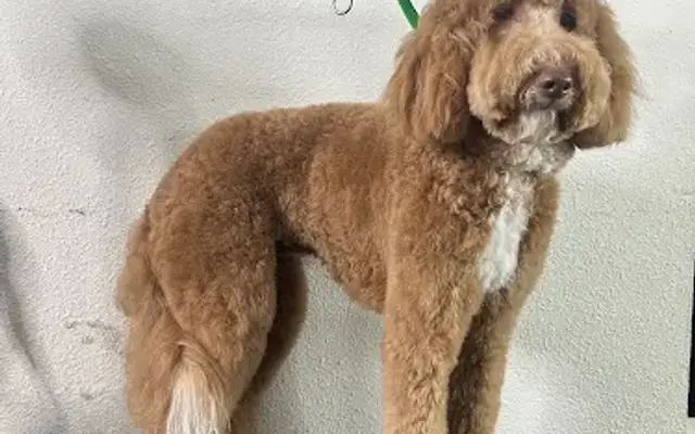 Allie & paws - Dogs & Cats Grooming in Downey, CA