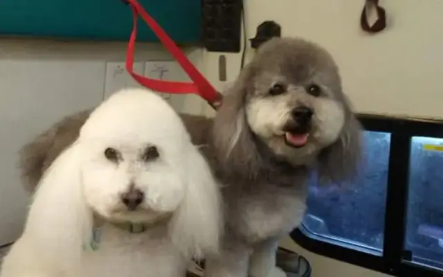 Doggy A Go Go Mobile Grooming in Henderson, NV