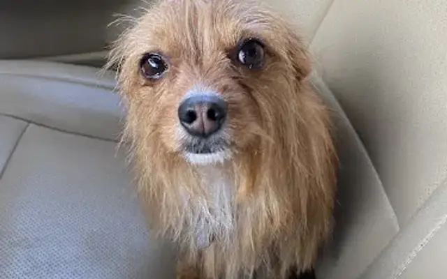 PetSmart Grooming in Wylie, TX