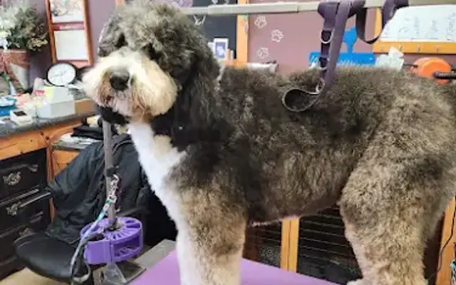Pawsitively Grooming in Oconomowoc, WI