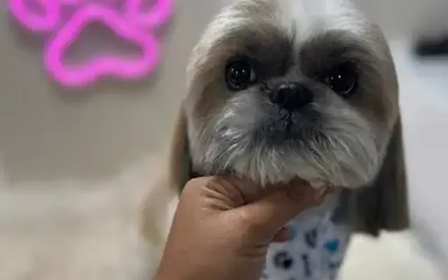 Wooffe mobile grooming in Miami, FL