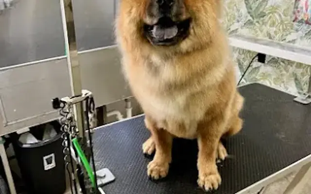 Kat n Dog Mobile Grooming in Glendale, AZ