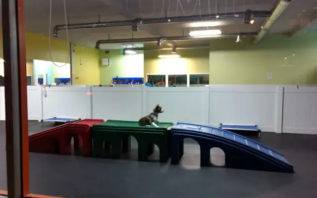 Dog-E-Den Dog Daycare Boarding Grooming & Training in Sherman Oaks, CA