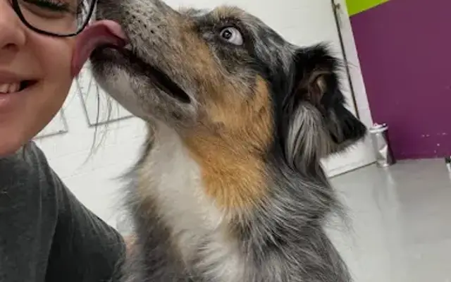 Maison Canine Co in Westchester, IL