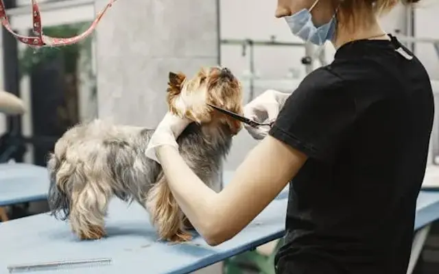 Top Dog's Mobile grooming salon in Zebulon, GA