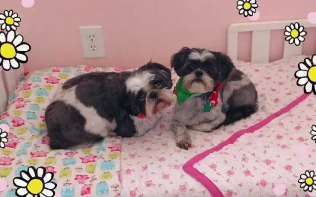 Daisy's Pet Retreat in Charlotte, MI