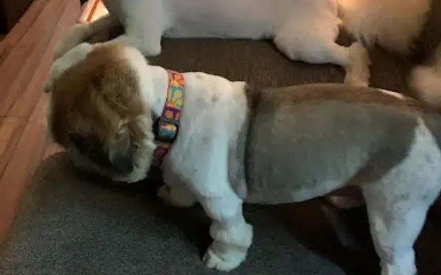 Pam's Pet Grooming in Parish, NY