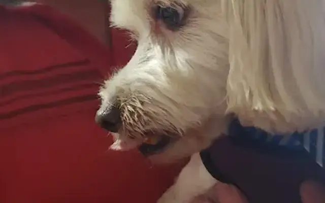 PetSmart Grooming in Fredericksburg, VA