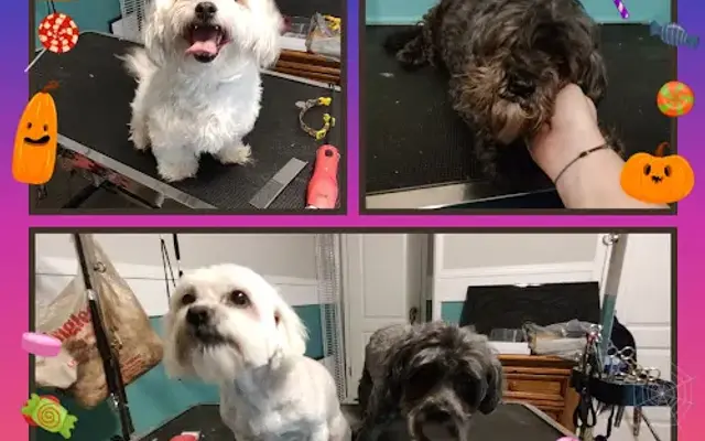 Loyal Pup Dog Grooming in Dewy Rose, GA