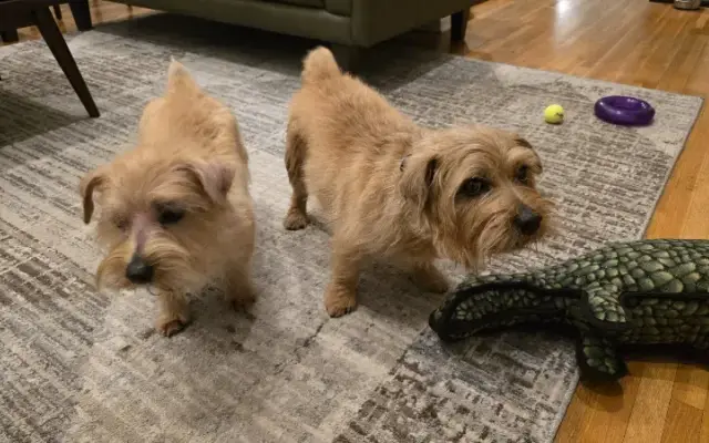 Stradbrook Kennels in Long Valley, NJ