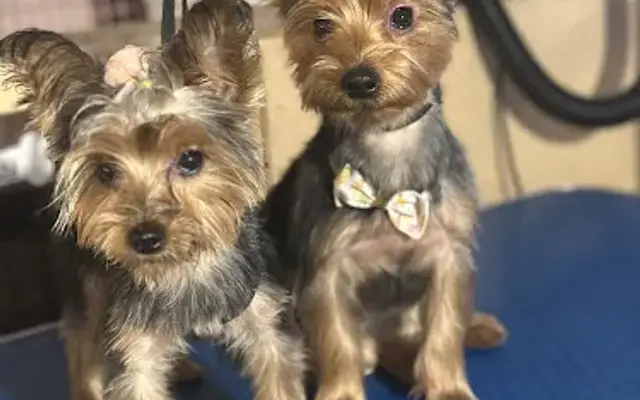 Rosieslove4paws in Bronx, NY
