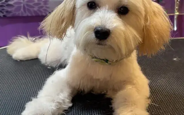 Furbabies Dream Grooming Spa LLC in Wytheville, VA