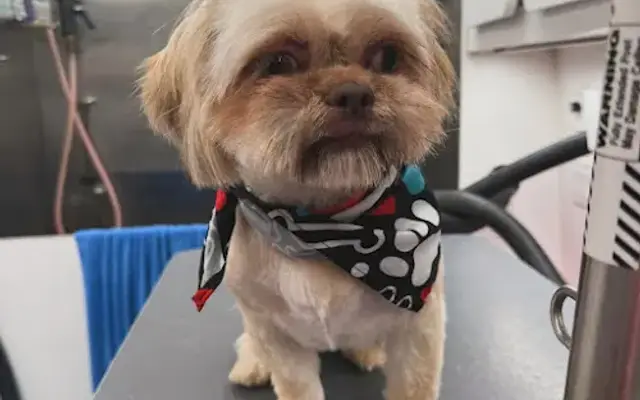 Jose’s Mobile Pet Grooming in New Egypt, NJ