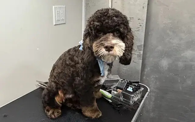 Shaggy Love Dog Grooming in Key West, FL