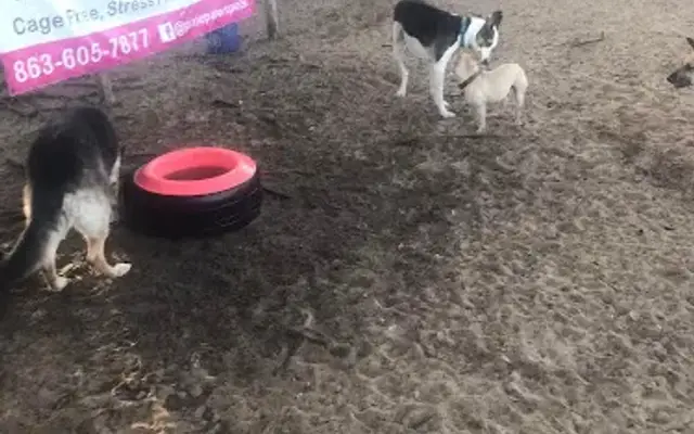 Pixie Paws- The Happy Dog Service in Haines City, FL