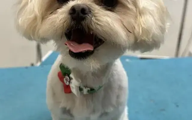 Northern Pawz Dog Grooming and Daycare in Stacy, MN