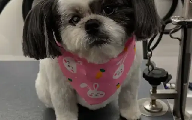 DapperTails Mobile Pet Grooming of Huntington in Huntington Station, NY