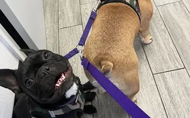 Alondra Animal Hospital in Gardena, CA