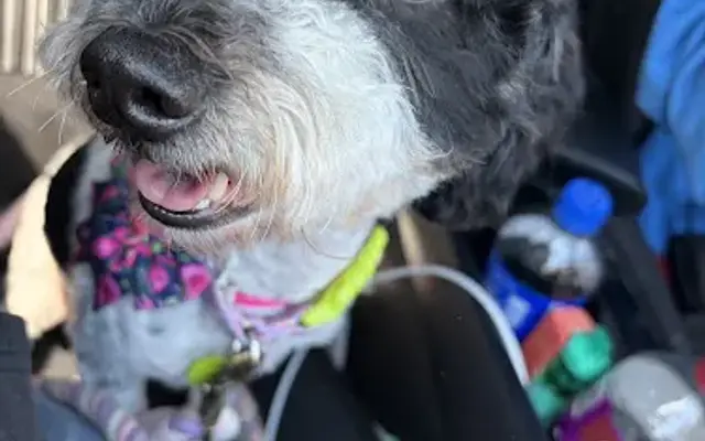 Nothing But Paws Pet Grooming and Spa in Sandusky, OH