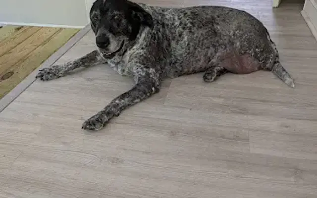 Friendly Paws Vet Clinic in Aberdeen, MD