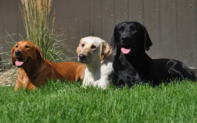 Stone Hollow Dog Training in Cascade, IA