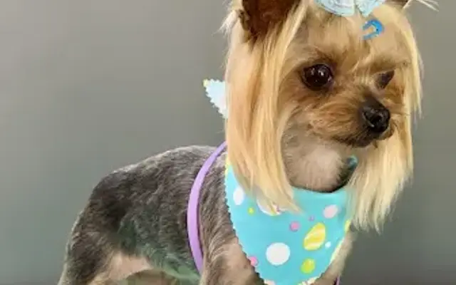 Paws N Claws Mobile Pet Salon in Bonita, CA