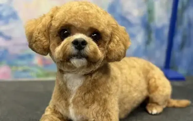 Grooming by Angela in Bend, OR