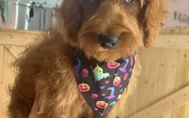 Designer Dogs Salon & Spa LLC in Barberton, OH
