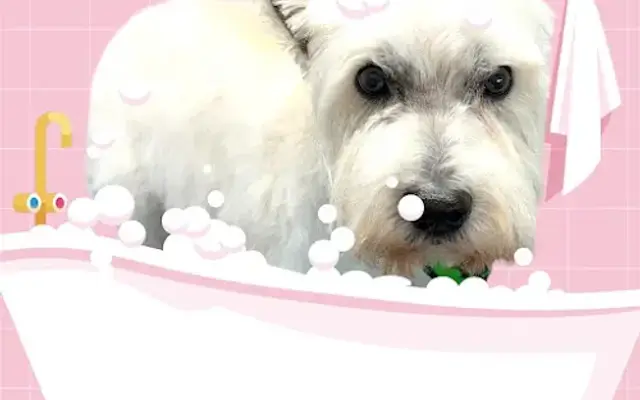 Doggie Detailers in Reno, NV