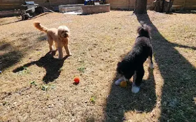 Agape Pet Sitting+ in Tampa, FL