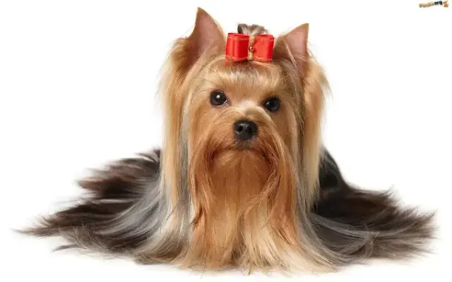 Karens Grooming Room in Florence, KY