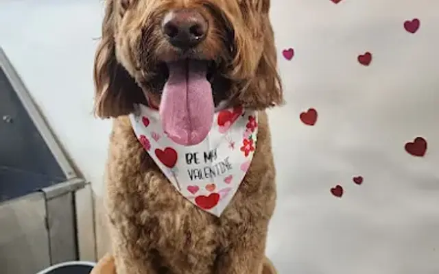 Zooe Dog Grooming in San Mateo, CA