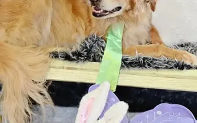 Haute Dog Spa - Rogers in Rogers, MN