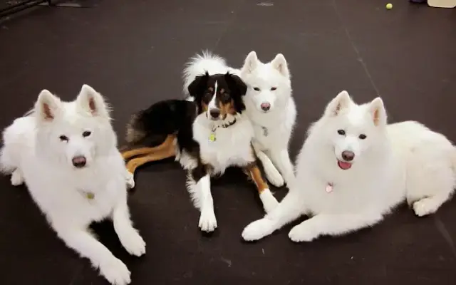 Wags & Barks Doggy Day Care in Slinger, WI