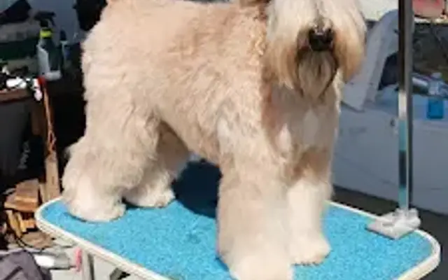 Brian Tuel's Dog Training At Your Door in Crystal River, FL