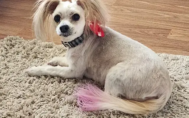 Sud-Z-Pet LLC in Fowlerville, MI