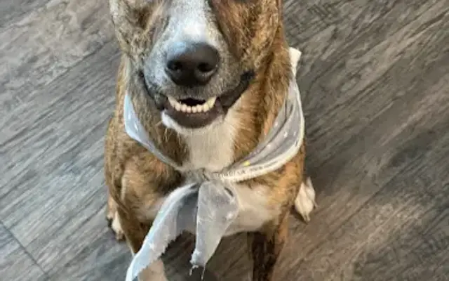 The Southern Pooch Dog Salon in Kingsland, GA