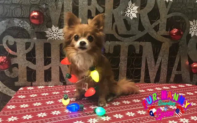 Fur Nanny Boarding & Spaw in New Braunfels, TX