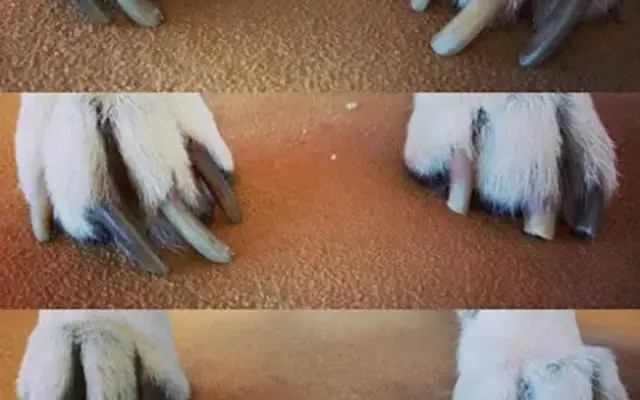 The Wandering Paw: Mobile Nail Trims in Moorpark, CA