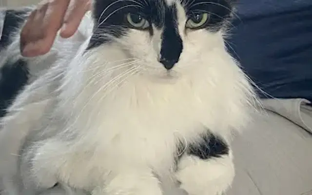 Kitty City, LLC. in Tampa, FL