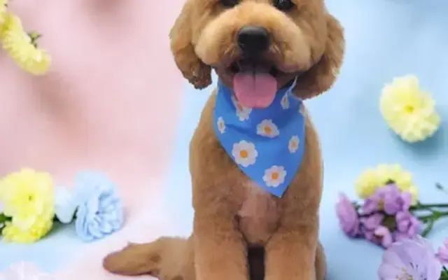 Stella's Groovy Grooming in Phoenix, AZ