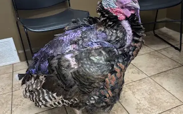 All Creatures Pet Hospital in Gardendale, AL