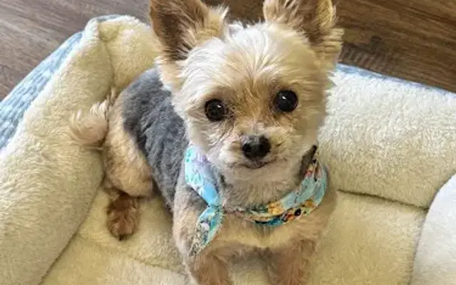Southern Suds Dog Grooming in Bells, TN