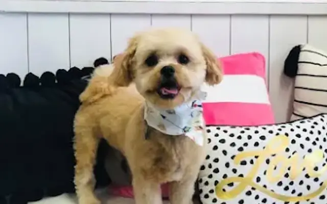 Allie's Alley Grooming Spa in Bogalusa, LA