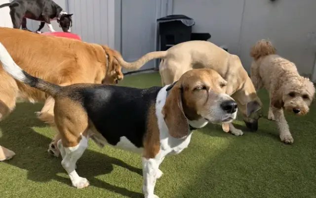 Dogtopia of Nasa in Webster, TX